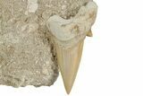 Otodus Shark Tooth Fossil in Rock - Eocene #230927-1
